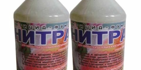 Kako primijeniti nitrofen u proljeće, jesen za prskanje vrta, kada treba obraditi